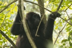 Nkuringo Gorilla || Bwindi Impenetrable National Park, Uganda