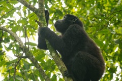 Nkuringo Gorilla || Bwindi Impenetrable National Park, Uganda