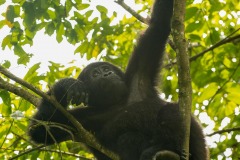 Nkuringo Gorilla || Bwindi Impenetrable National Park, Uganda