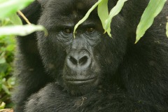 Nkuringo Gorilla || Bwindi Impenetrable National Park, Uganda