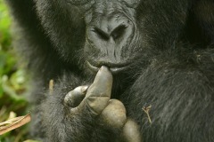 Nkuringo Gorilla || Bwindi Impenetrable National Park, Uganda