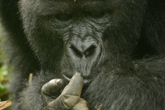 Nkuringo Gorilla || Bwindi Impenetrable National Park, Uganda