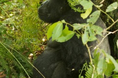 Nkuringo Silverback Gorilla || Bwindi Impenetrable National Park, Uganda