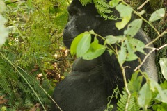 Nkuringo Silverback Gorilla || Bwindi Impenetrable National Park, Uganda