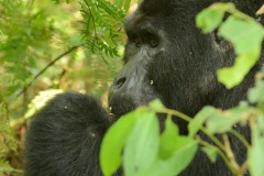 Nkuringo Silverback Gorilla || Bwindi Impenetrable National Park, Uganda