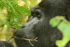 Nkuringo Silverback Gorilla || Bwindi Impenetrable National Park, Uganda