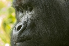 Nkuringo Silverback Gorilla || Bwindi Impenetrable National Park, Uganda
