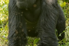 Nkuringo Silverback Gorilla || Bwindi Impenetrable National Park, Uganda
