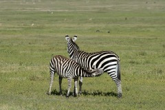 Nursing Zebra || Ngorongoro Crater, Tanzania