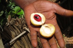 Nutmeg and Mace || Zanzibar