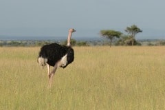 Ostrich || Serengeti National Park, Tanzania