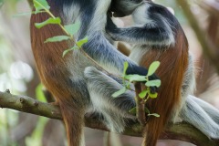 Red Colobus Monkey Mother Nursing || Jozani Chwaka Bay National Park, Zanzibar