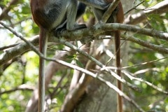 Red Colobus Monkey Mother and Child || Jozani Chwaka Bay National Park, Zanzibar