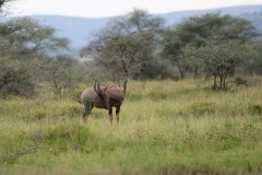 Topi || Serengeti National Park, Tanzania