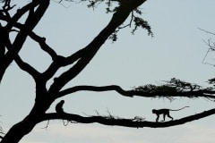 Vervet Monkeys || Serengeti National Park, Tanzania