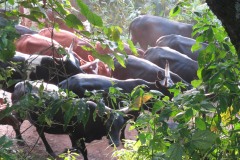 Village Cattle || Nkuringo, Uganda
