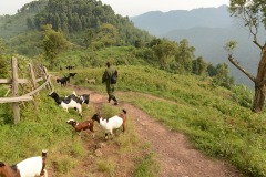 Virunga Path || Uganda