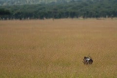 Warthog || Serengeti National Park, Tanzania