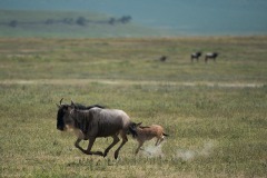 Wildebeest and Calf || Ngorongoro Crater, Tanzania