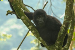 Young Nkuringo Gorilla || Bwindi Impenetrable National Park, Uganda