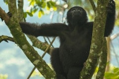 Young Nkuringo Gorilla || Bwindi Impenetrable National Park, Uganda