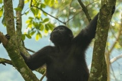 Young Nkuringo Gorilla || Bwindi Impenetrable National Park, Uganda