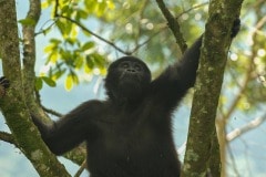 Young Nkuringo Gorilla || Bwindi Impenetrable National Park, Uganda