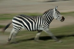 Zebra Run || Ngorongoro Crater, Tanzania