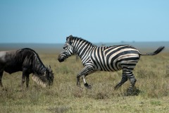 Zebra and Wildebeest || Serengeti National Park, Tanzania