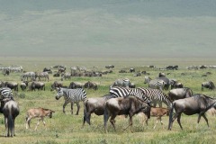 Zebra and Wildebeest on the Serengeti || Ngorongoro Crater, Tanzania