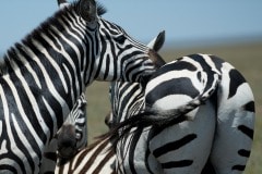 Zebras || Serengeti National Park, Tanzania