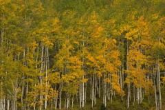 Aspen Grove in Fall || Crested Butte, CO