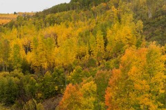 Autumn Splendor || Gunnison National Forest, Colorado