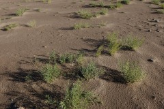 Dunes & Grass || Great Sand Dunes NP, CO