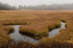 Elk Creek Fog || Crested Butte, CO || Crested Butte, CO