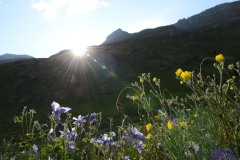 Wildflowers in Sun || American Basin, CO