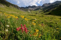 Wildflowers of San Juan|| American Basin, CO