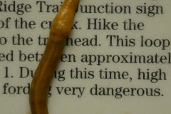Banana Slug at Emerald Ridge Trail || Redwood National and State Parks, CA