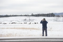 Bison in Snow || Gread Teton NP, Wyoming