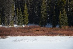 Bull Moose at North Breccia Cliffs || Bridger-Teton National Forest, Wyoming