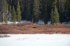 Bull Moose at North Breccia Cliffs || Bridger-Teton National Forest, Wyoming