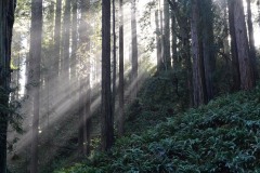Fern Canyon Hike || Prairie Creek Redwoods State Park, CA