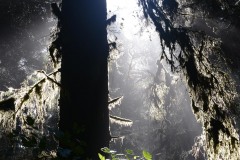 Fern Canyon Hike || Prairie Creek Redwoods State Park, CA