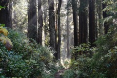 Fern Canyon Hike || Prairie Creek Redwoods State Park, CA