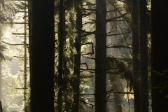 Fern Canyon Hike || Prairie Creek Redwoods State Park, CA