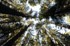 Fern Canyon Hike || Prairie Creek Redwoods State Park, CA