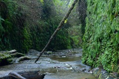 Fern Canyon || Prairie Creek Redwoods State Park, CA