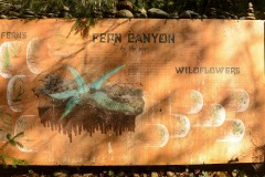 Fern Canyon || Prairie Creek Redwoods State Park, CA