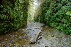 Fern Canyon || Prairie Creek Redwoods State Park, CA