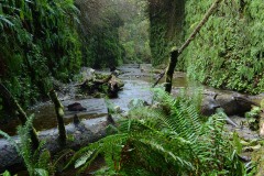 Fern Canyon || Prairie Creek Redwoods State Park, CA